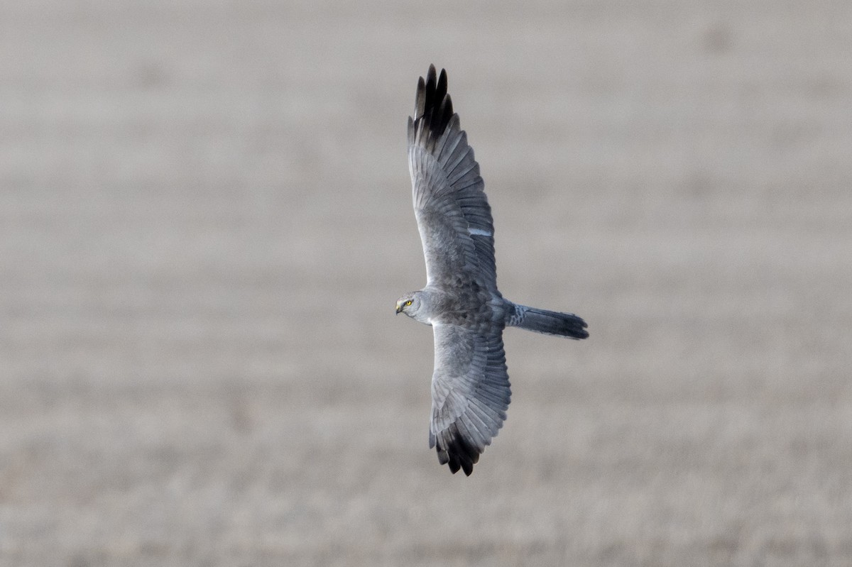 Pallid Harrier - ML646527660