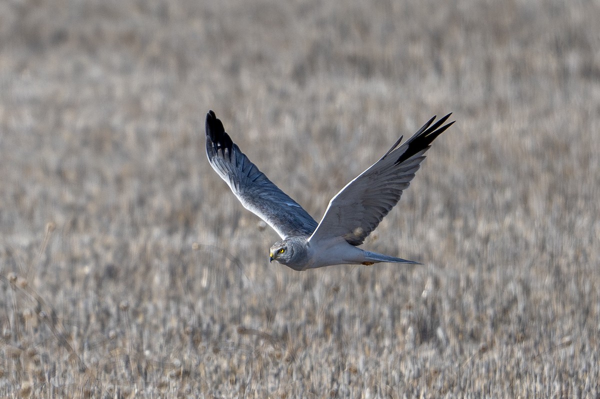 Pallid Harrier - ML646527661