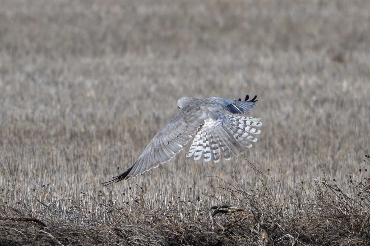 Pallid Harrier - ML646527662