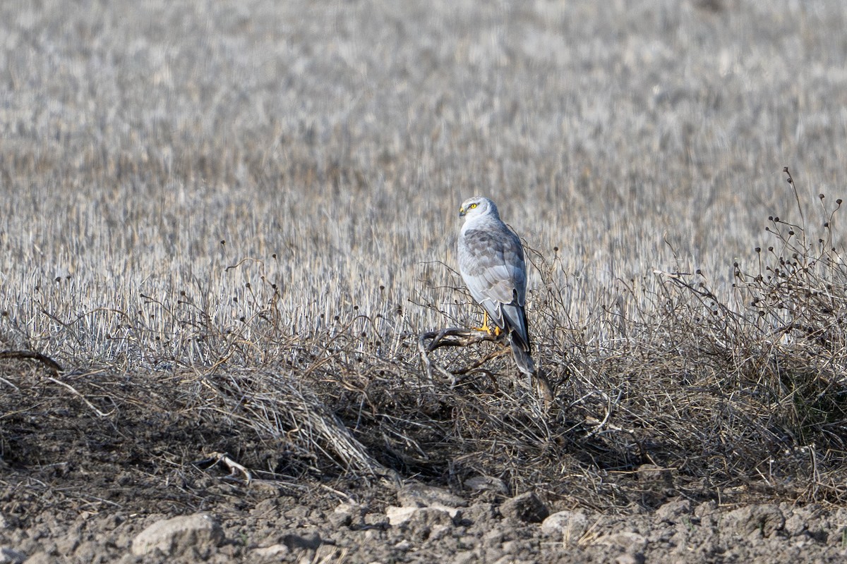 Pallid Harrier - ML646527663