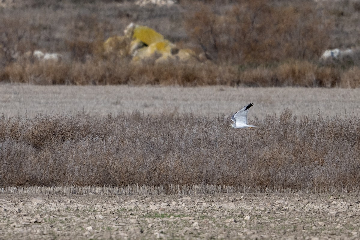 Pallid Harrier - ML646527664