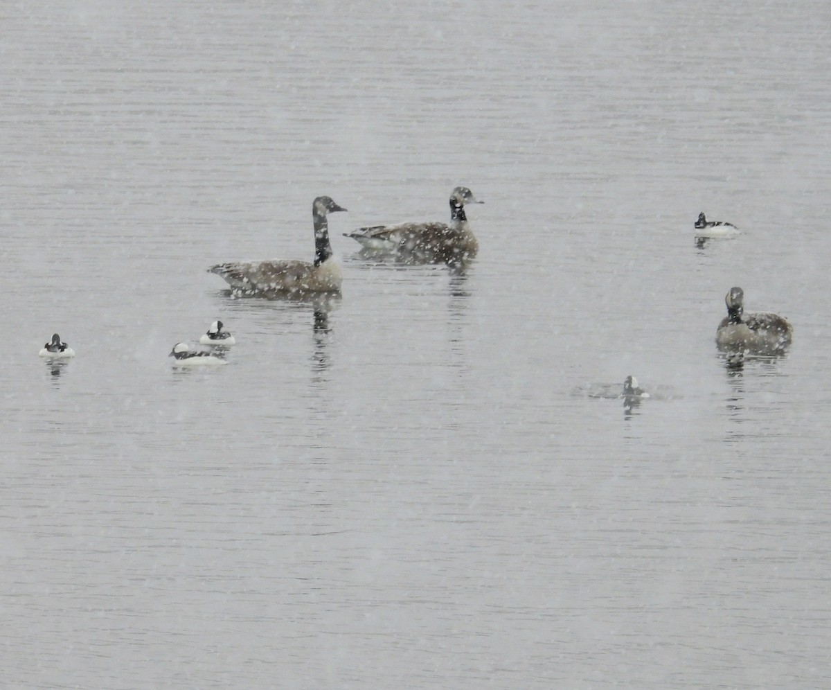 Canada Goose - ML646527668