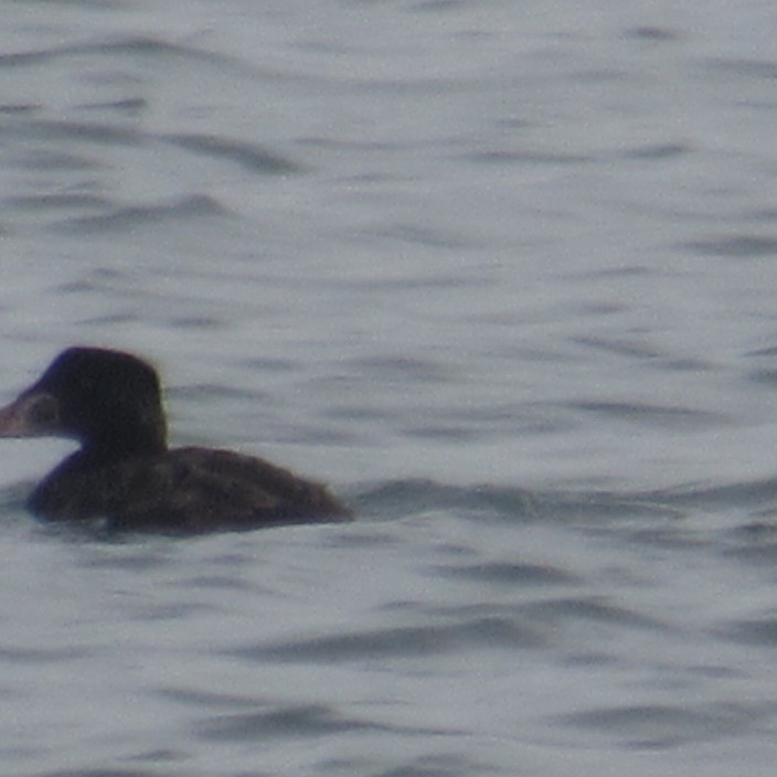 Ahatebeltz hegalzuri amerikarra - ML646527670