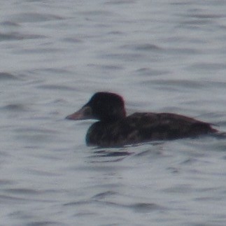 Ahatebeltz hegalzuri amerikarra - ML646527671