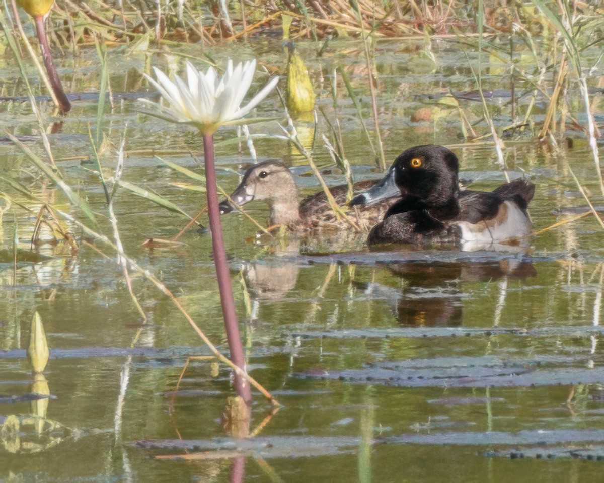 Murgilari lepokoduna - ML646527672