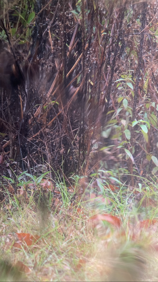 Song Sparrow - ML646527673