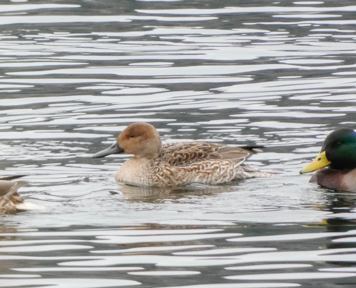Northern Pintail - ML646527674
