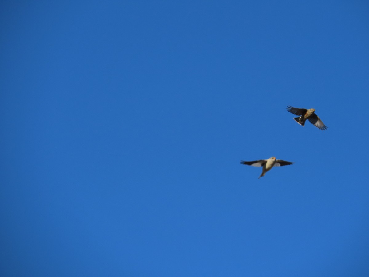 White-winged Snowfinch - ML646527675