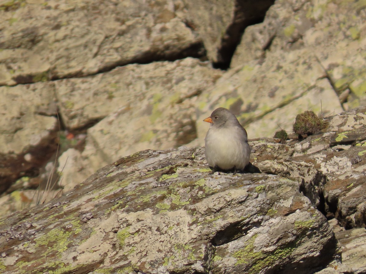White-winged Snowfinch - ML646527676