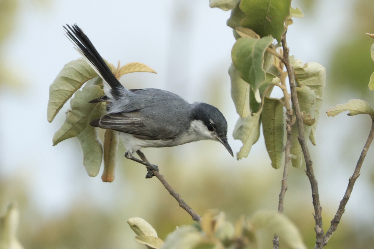 Tropical Gnatcatcher - ML646527685
