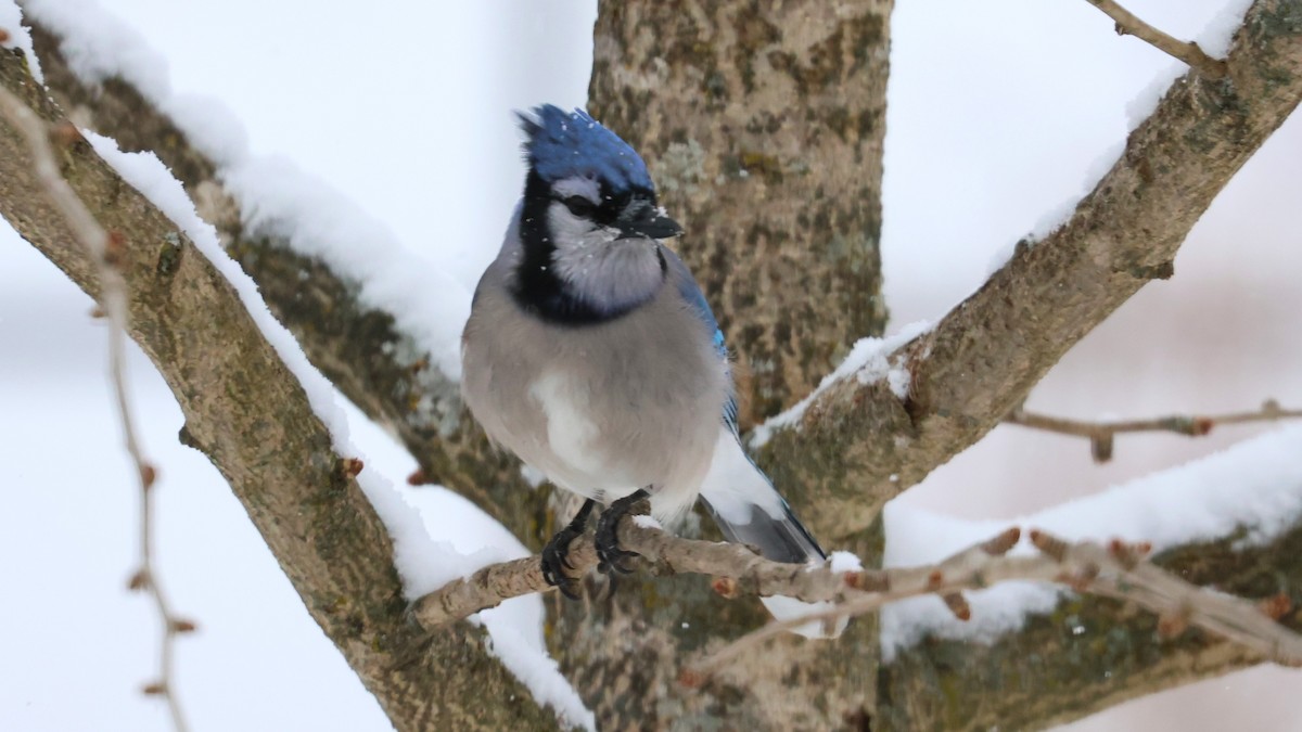 アオカケス - ML646527687