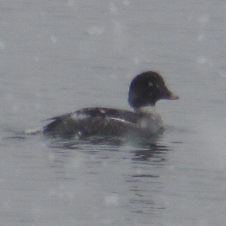 Common Goldeneye - ML646527688