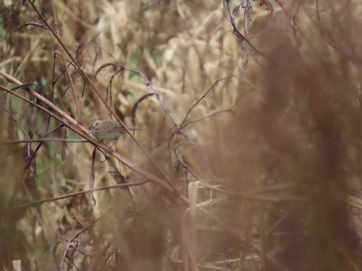Lincoln's Sparrow - ML646527689