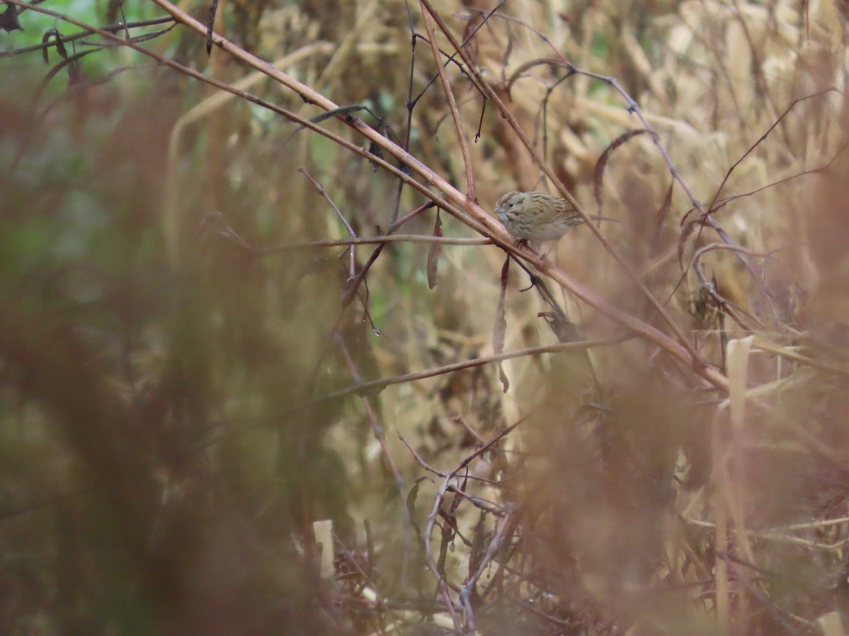 Lincoln's Sparrow - ML646527692