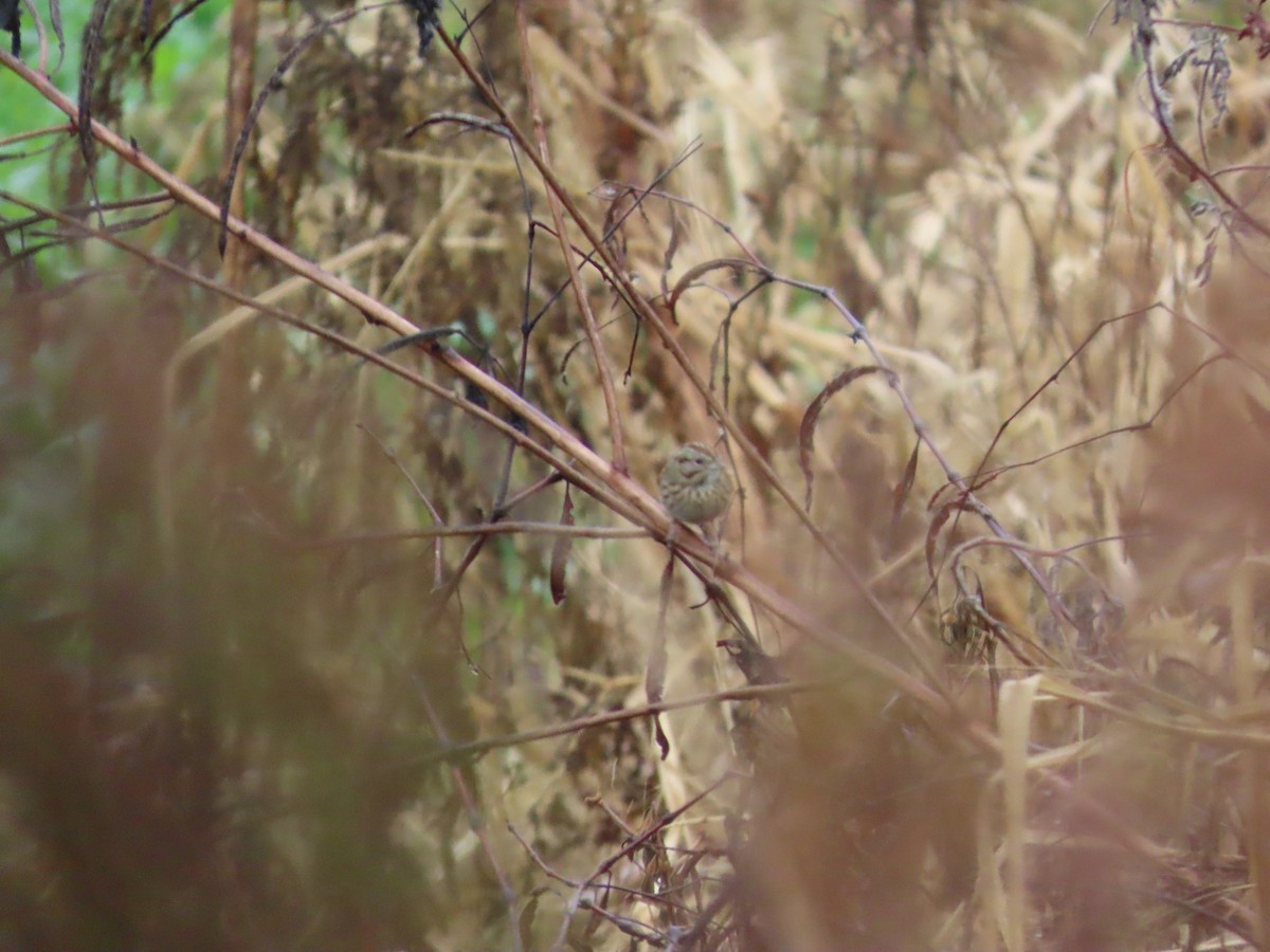Lincoln's Sparrow - ML646527693