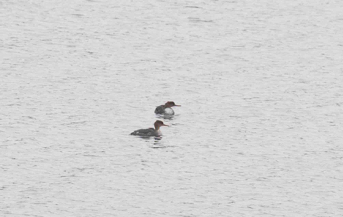 Red-breasted Merganser - ML646527697
