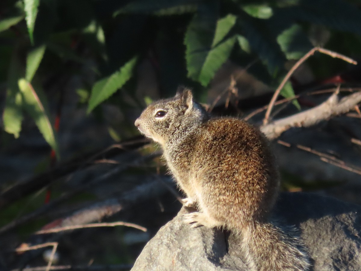 Animals - ML646527698