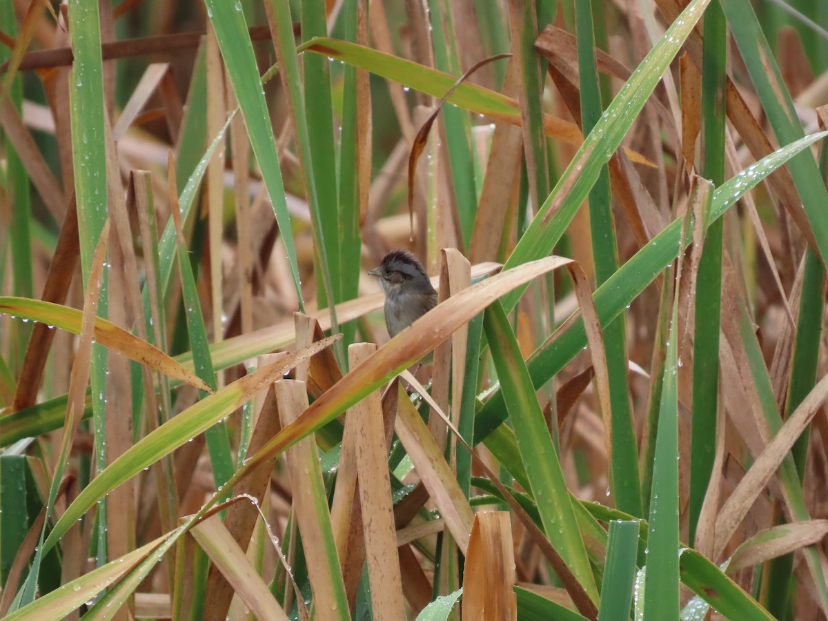 Swamp Sparrow - ML646527699