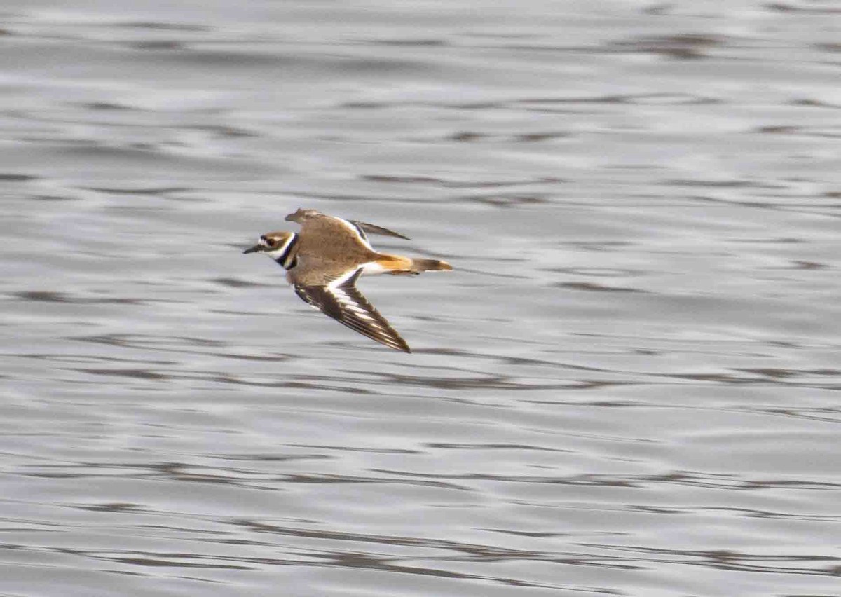 Killdeer - ML646527700
