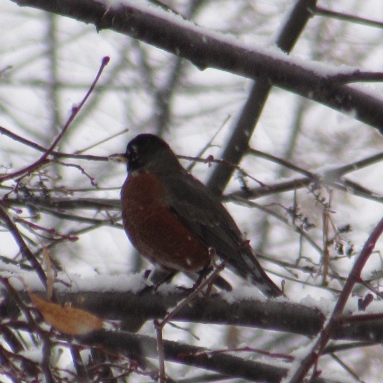 American Robin - ML646527701