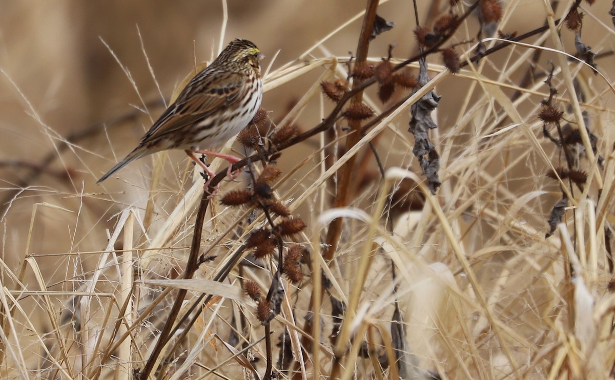 Chingolo Sabanero (grupo sandwichensis) - ML646527704