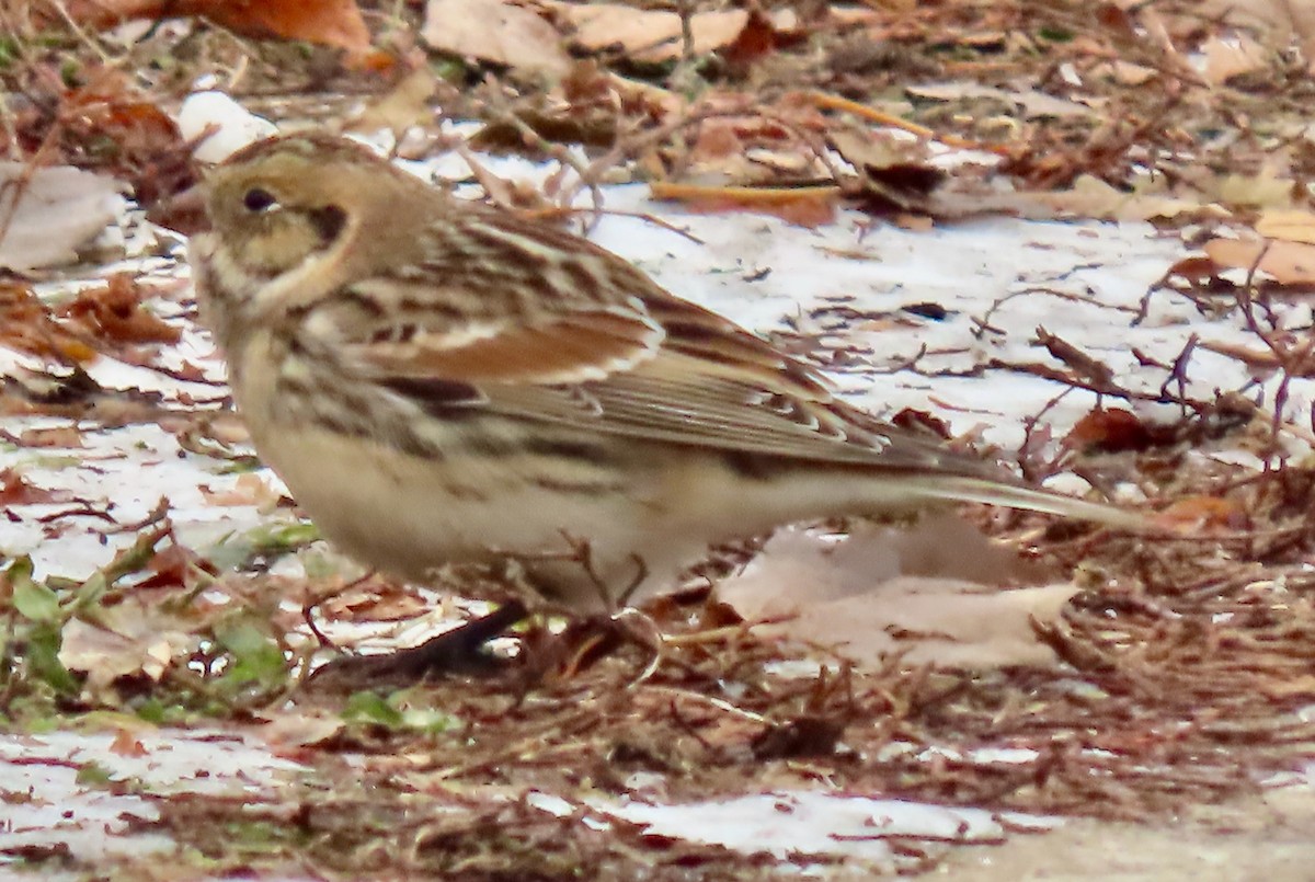 Lapland Longspur - ML646527705