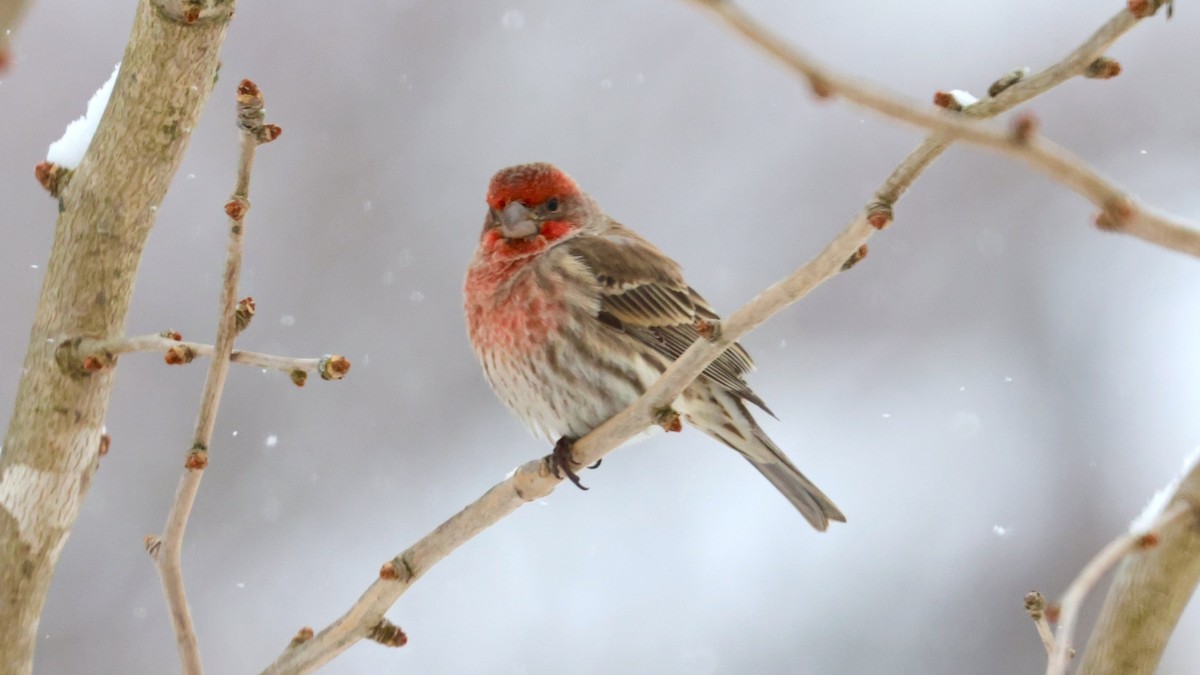 メキシコマシコ - ML646527706