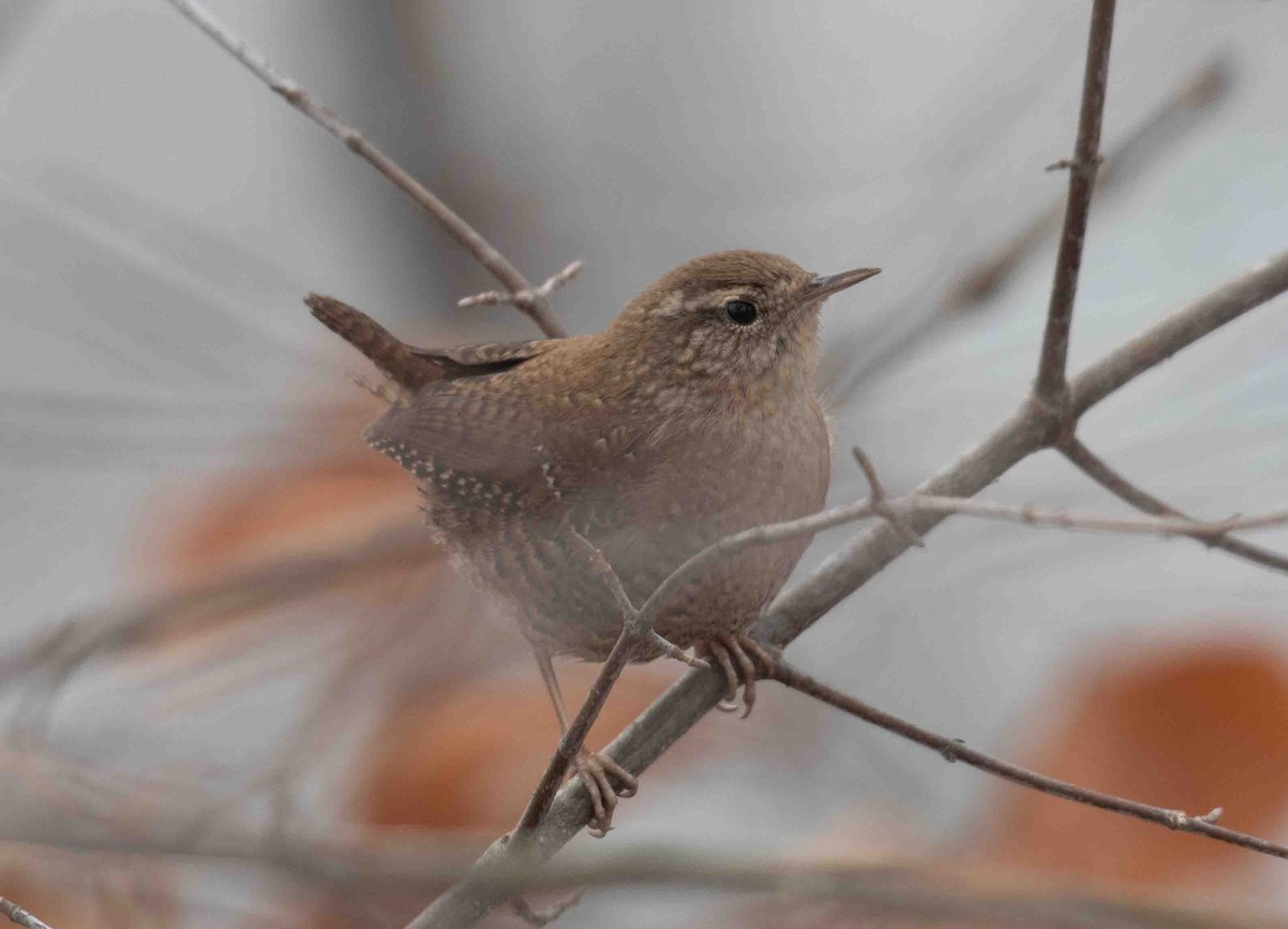 Winter Wren - ML646527707
