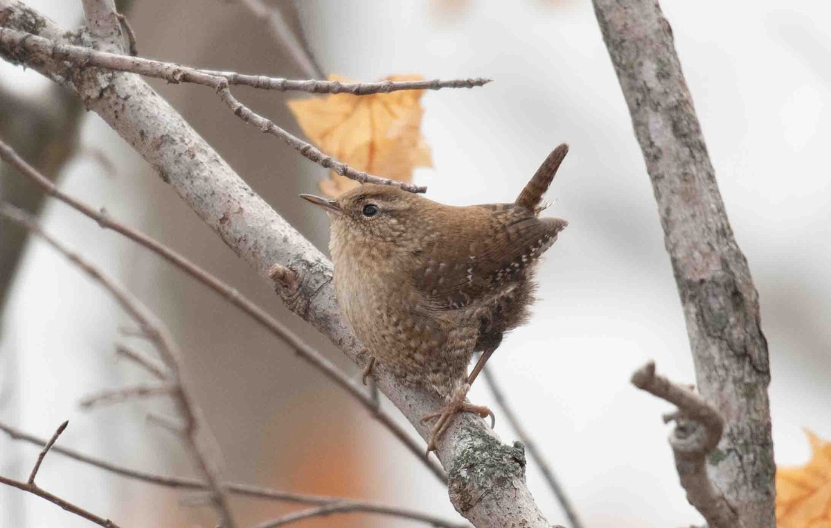 Winter Wren - ML646527708