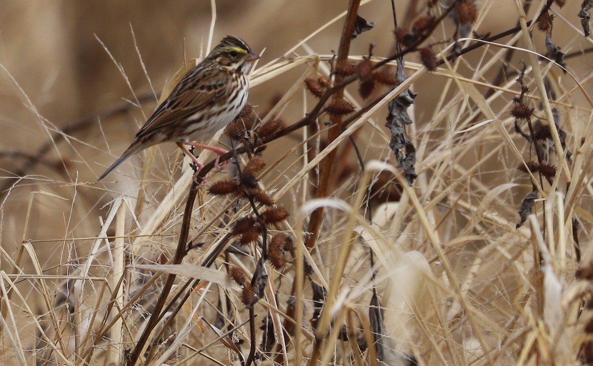 Chingolo Sabanero (grupo sandwichensis) - ML646527709