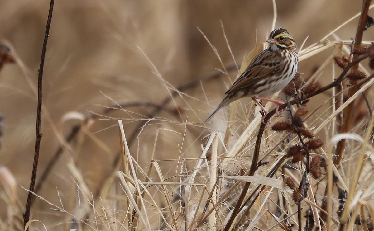 Chingolo Sabanero (grupo sandwichensis) - ML646527711