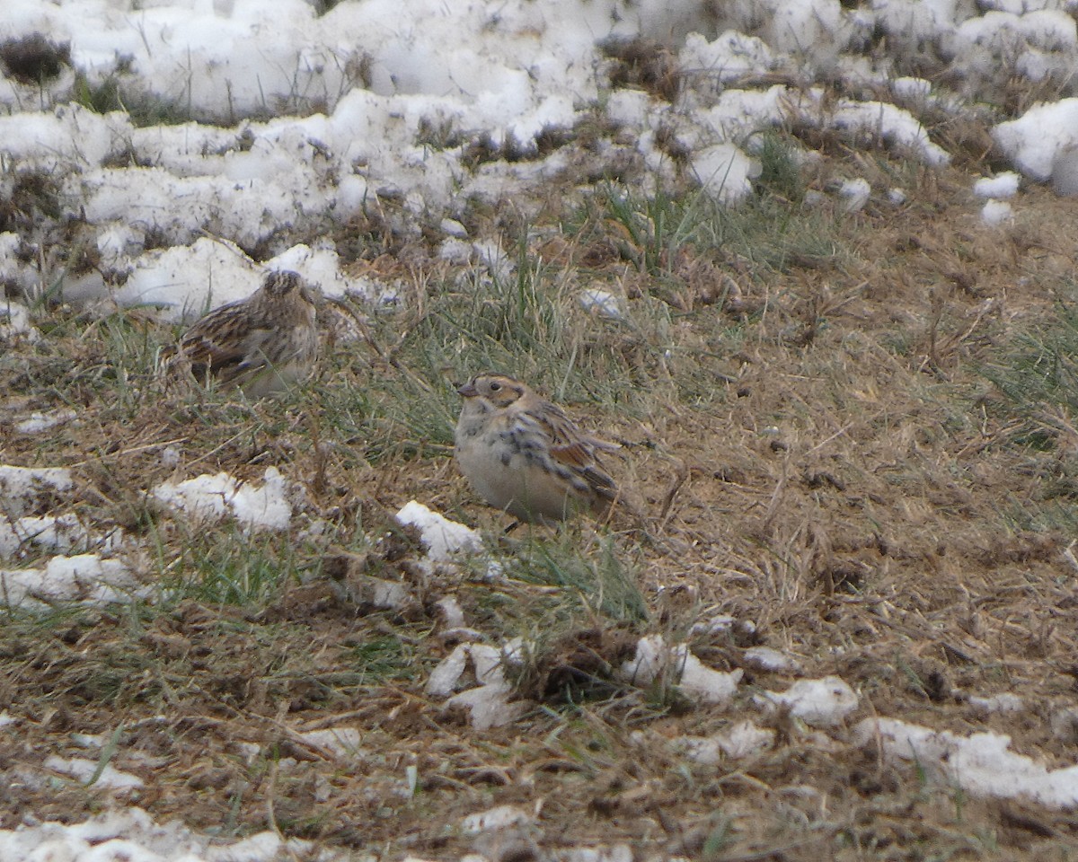 lappspurv - ML646527712