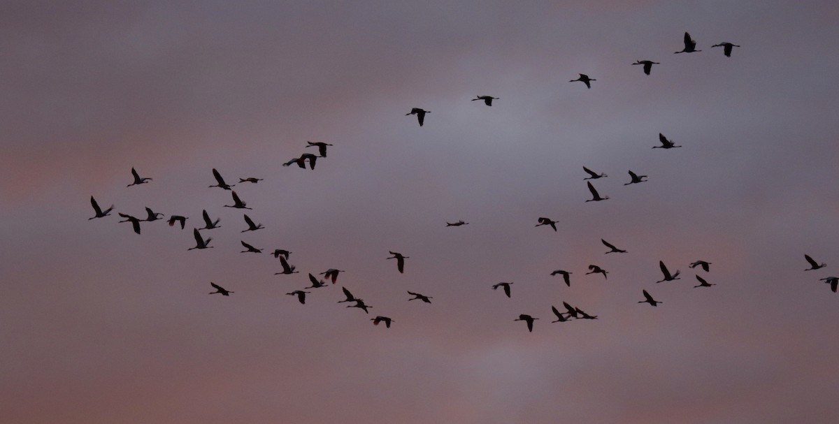 灰鶴 - ML646527713