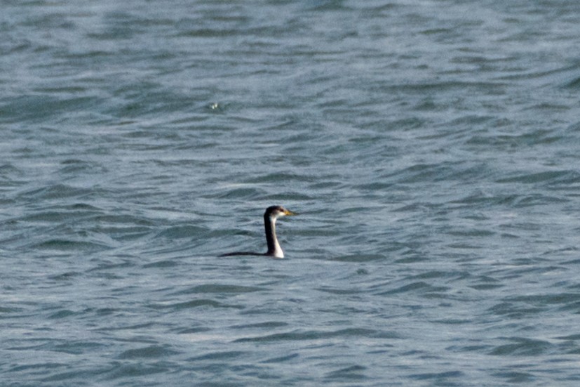 赤頸鸊鷉 - ML646527716