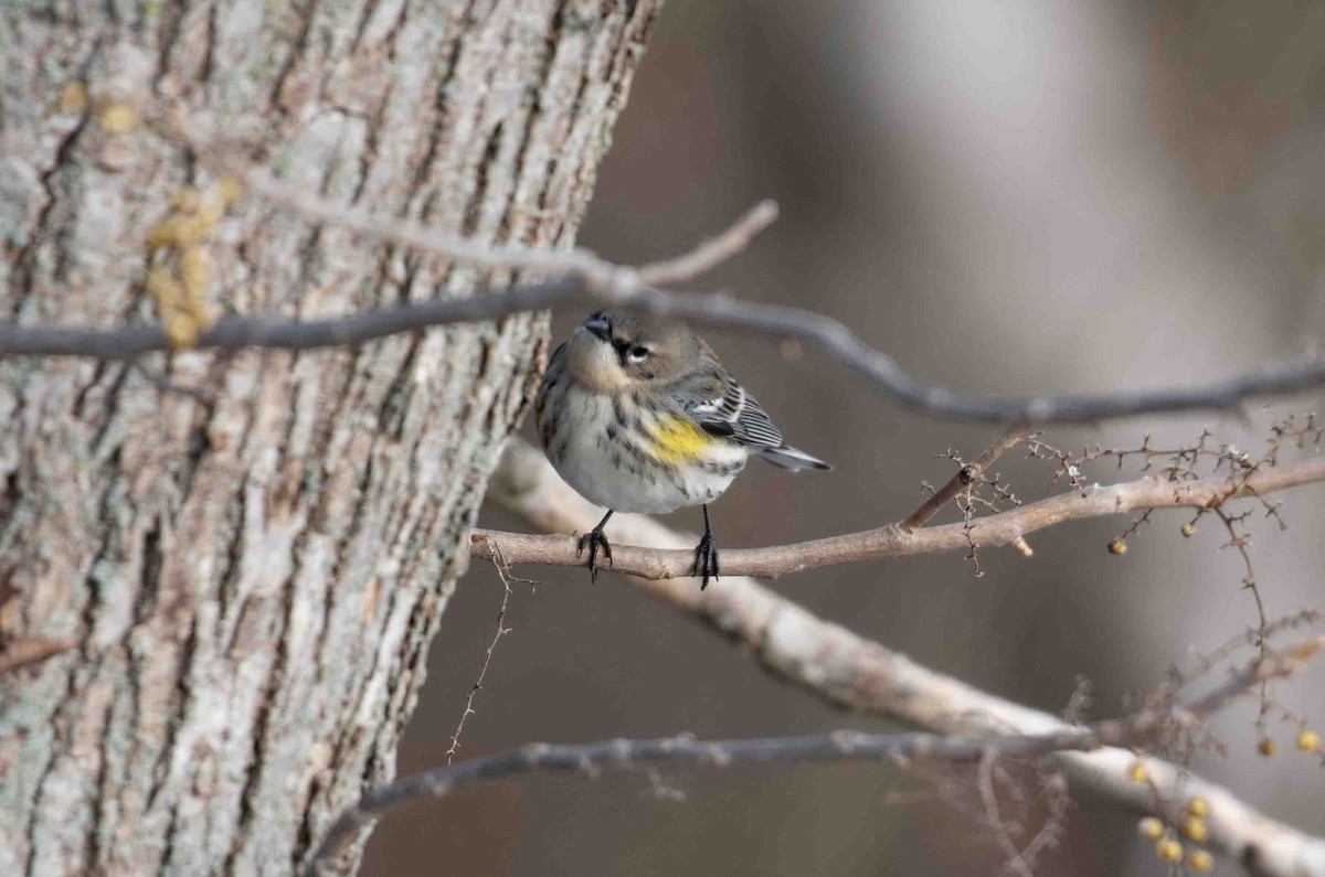 Пісняр-лісовик жовтогузий - ML646527718