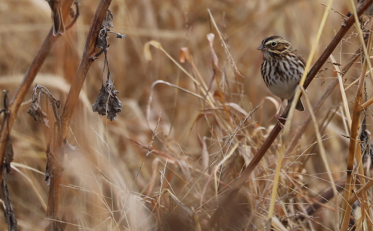 Chingolo Sabanero (grupo sandwichensis) - ML646527719