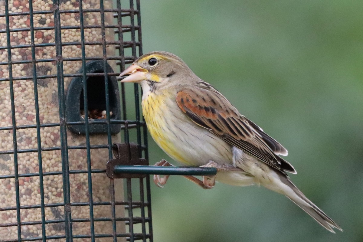 Лускун - ML646527720