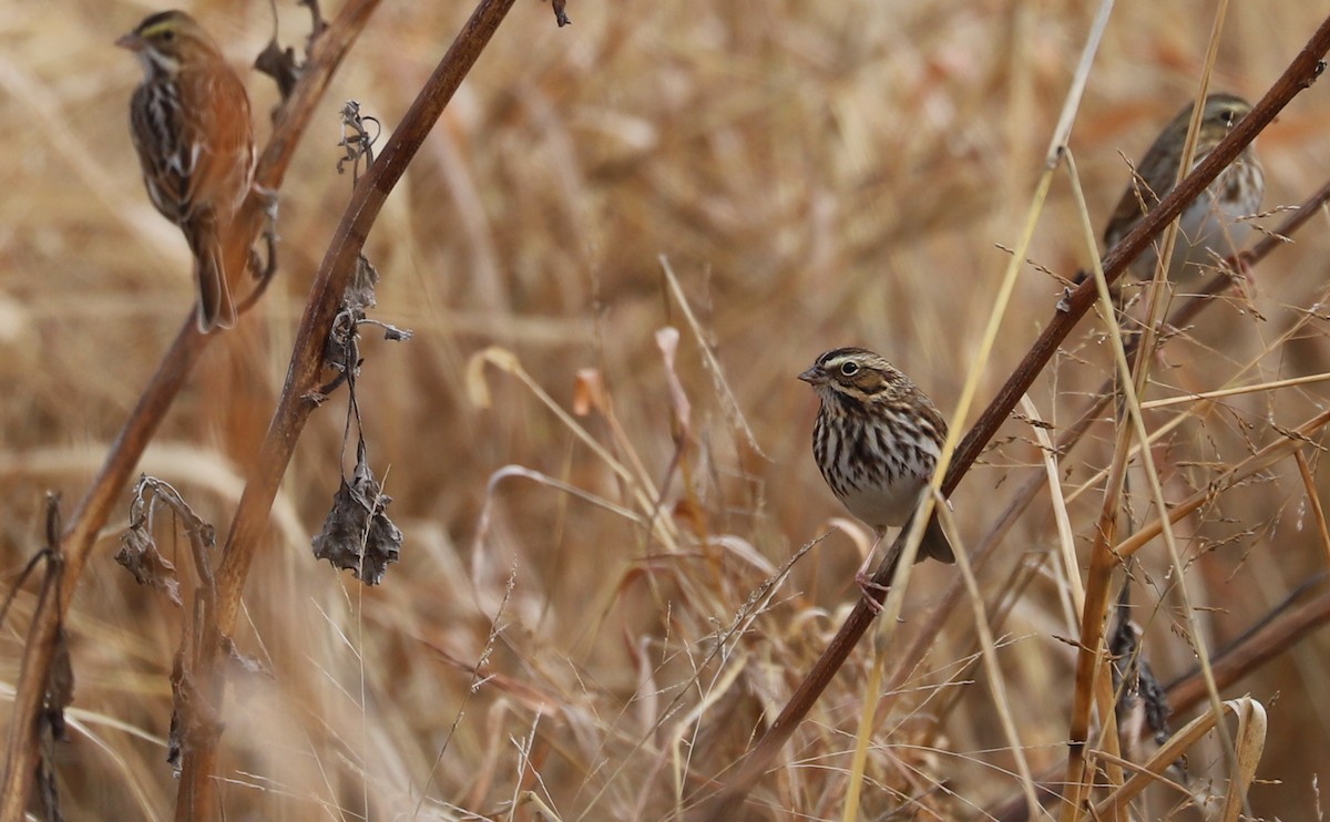 Chingolo Sabanero (grupo sandwichensis) - ML646527721