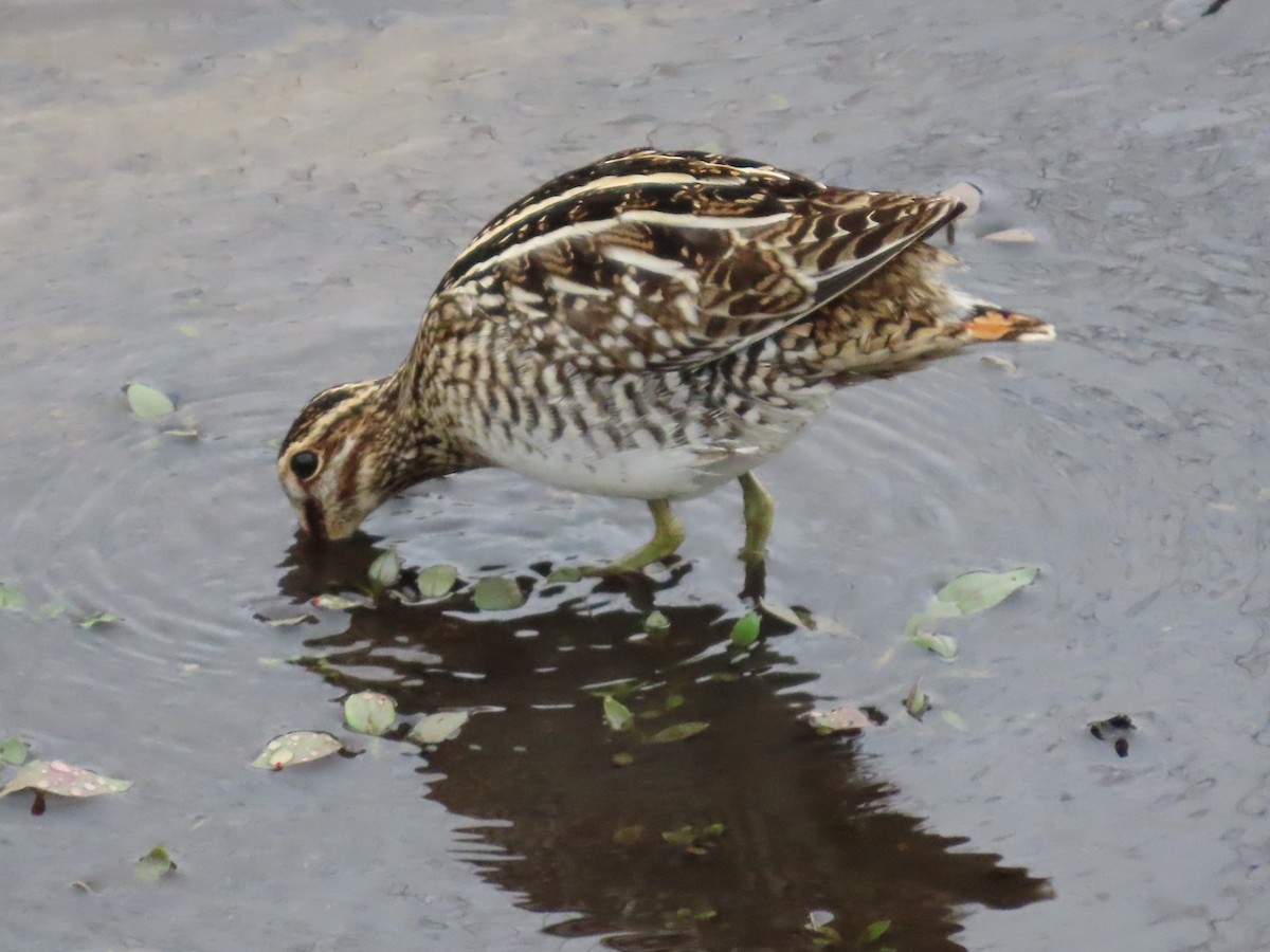 Wilson's Snipe - ML646527722