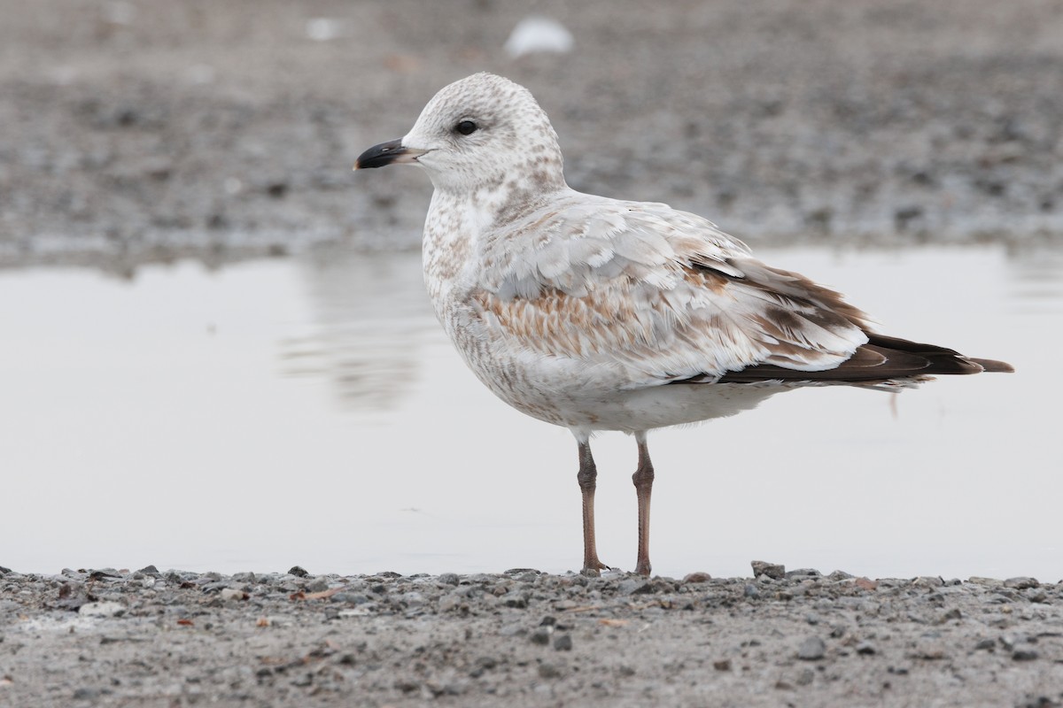 Ring-billed Gull - ML646527723