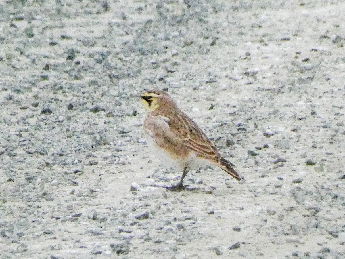 Horned Lark - ML646527724