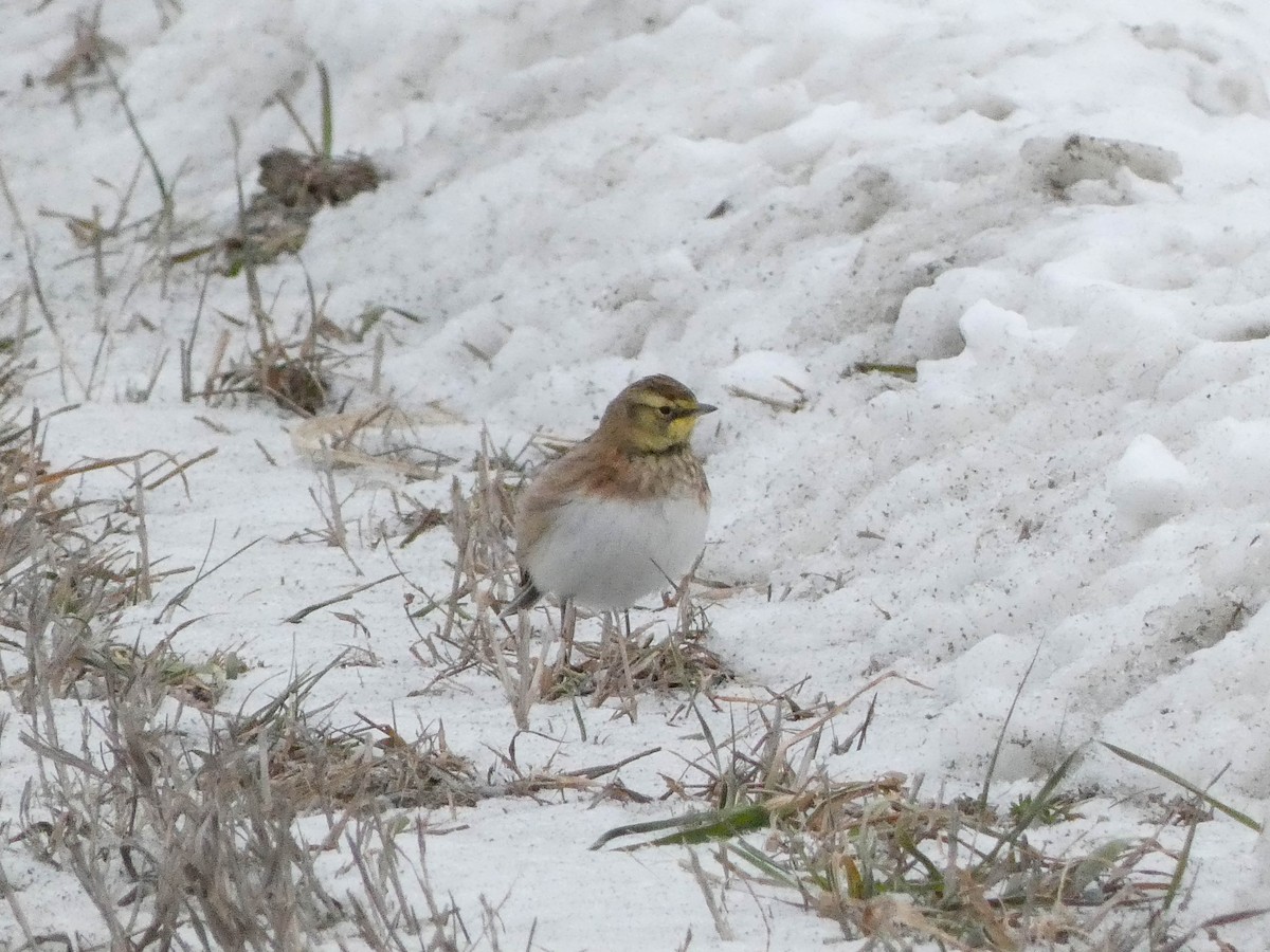 Horned Lark - ML646527725