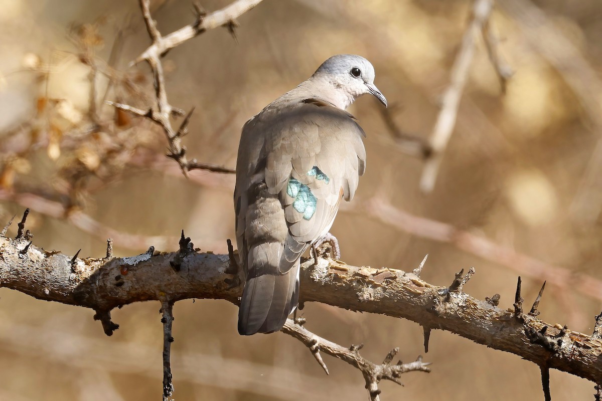 Emerald-spotted Wood-Dove - ML646527726