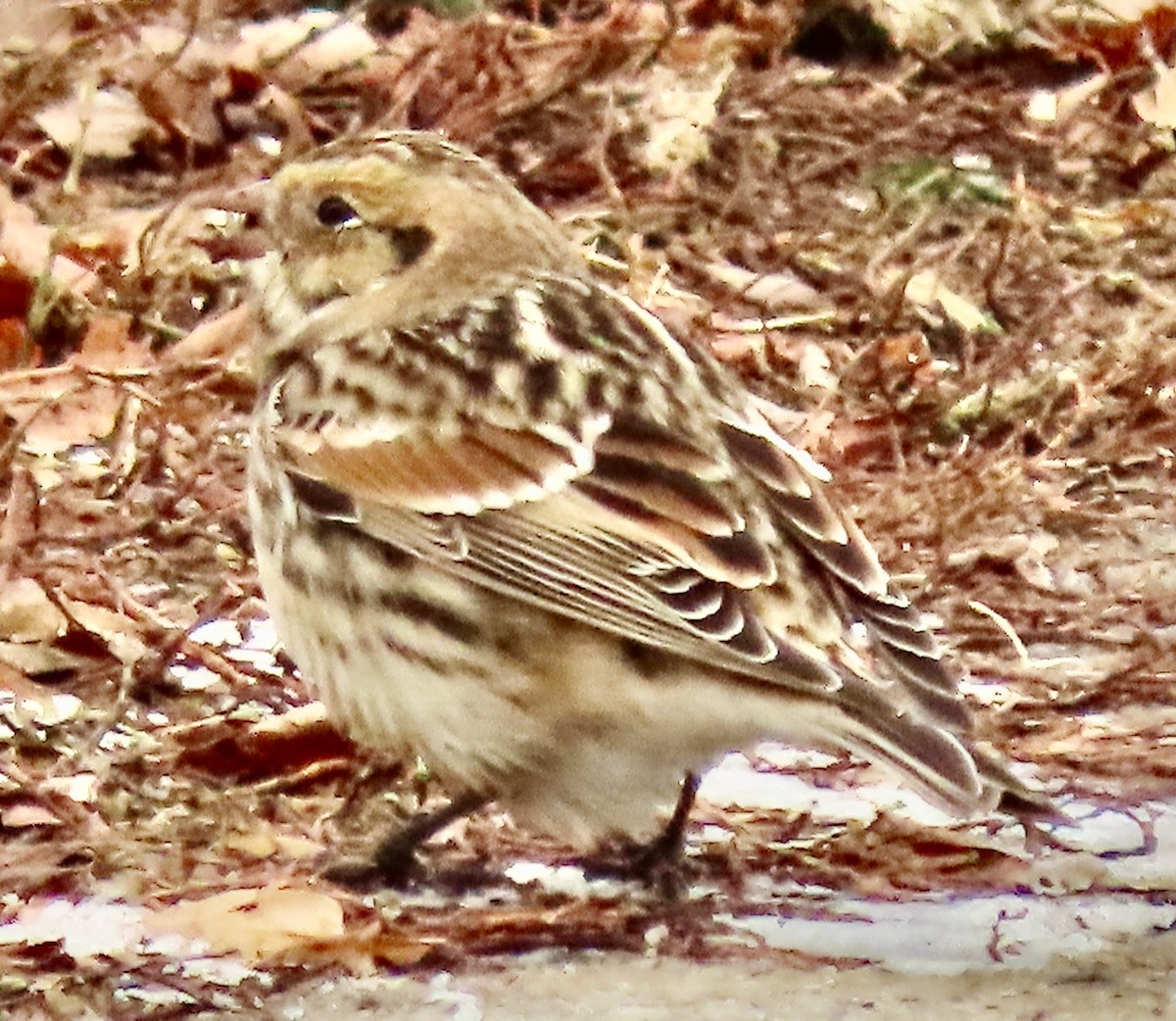 Lapland Longspur - ML646527730