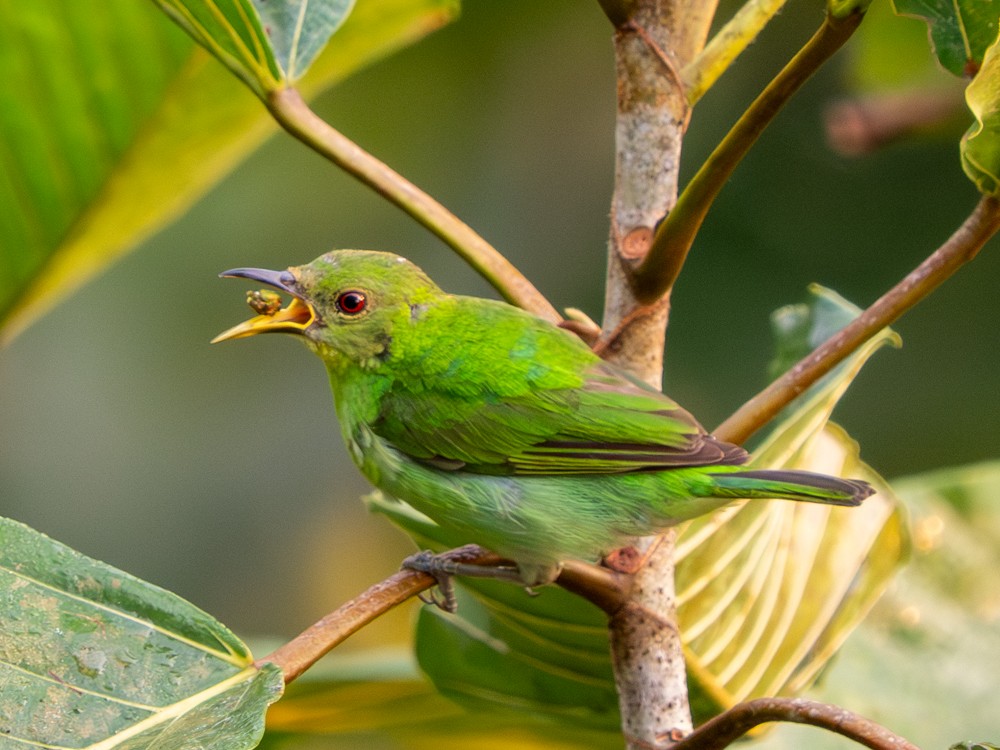 Tangara émeraude - ML646527734