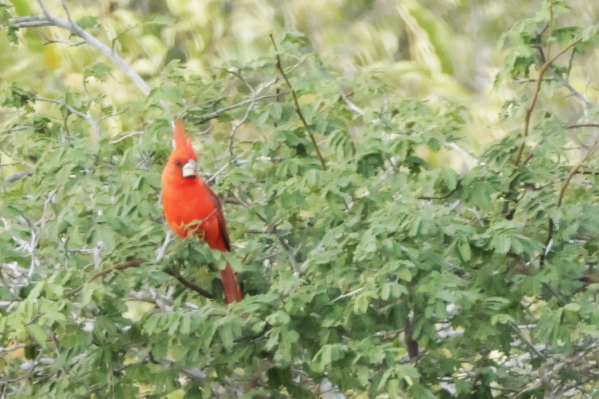 Vermilion Cardinal - ML646527735