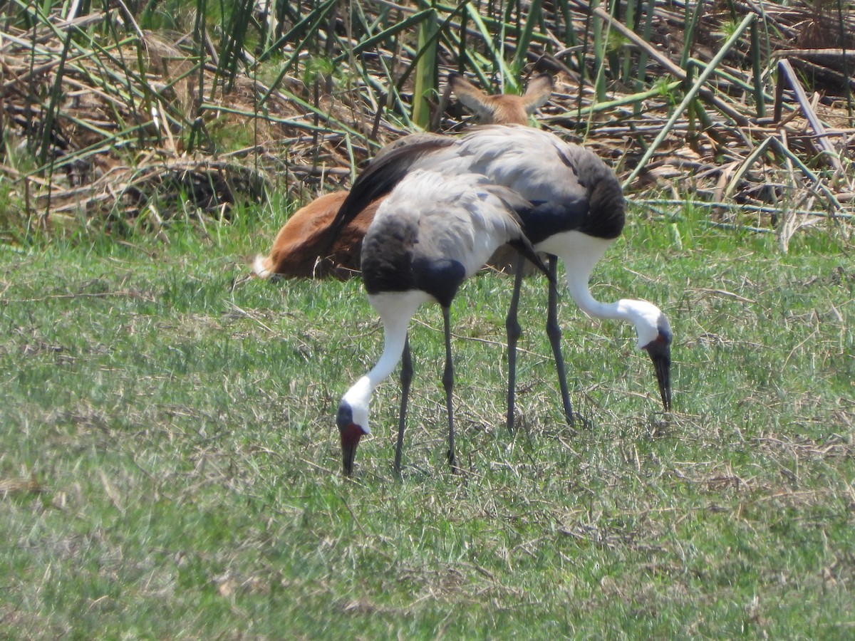 Wattled Crane - ML646527737