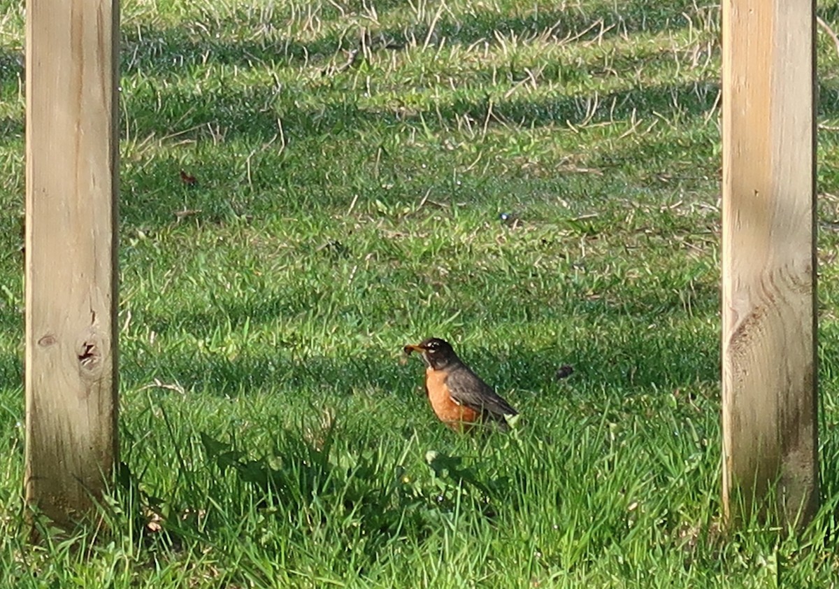 Zozo papargorria - ML646527738