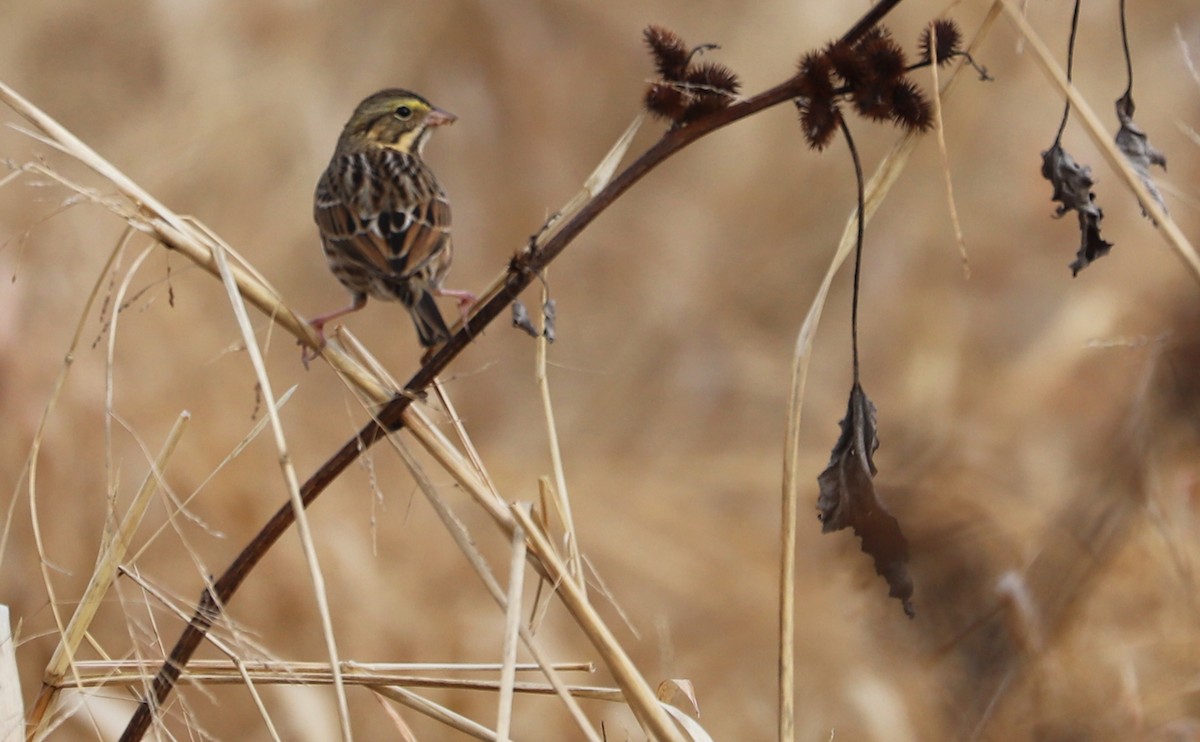 Chingolo Sabanero (grupo sandwichensis) - ML646527739