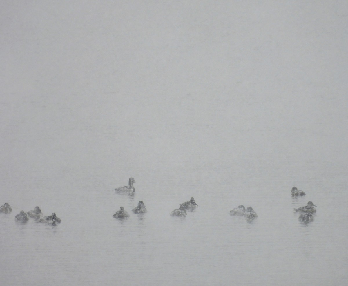 Ring-necked Duck - ML646527740